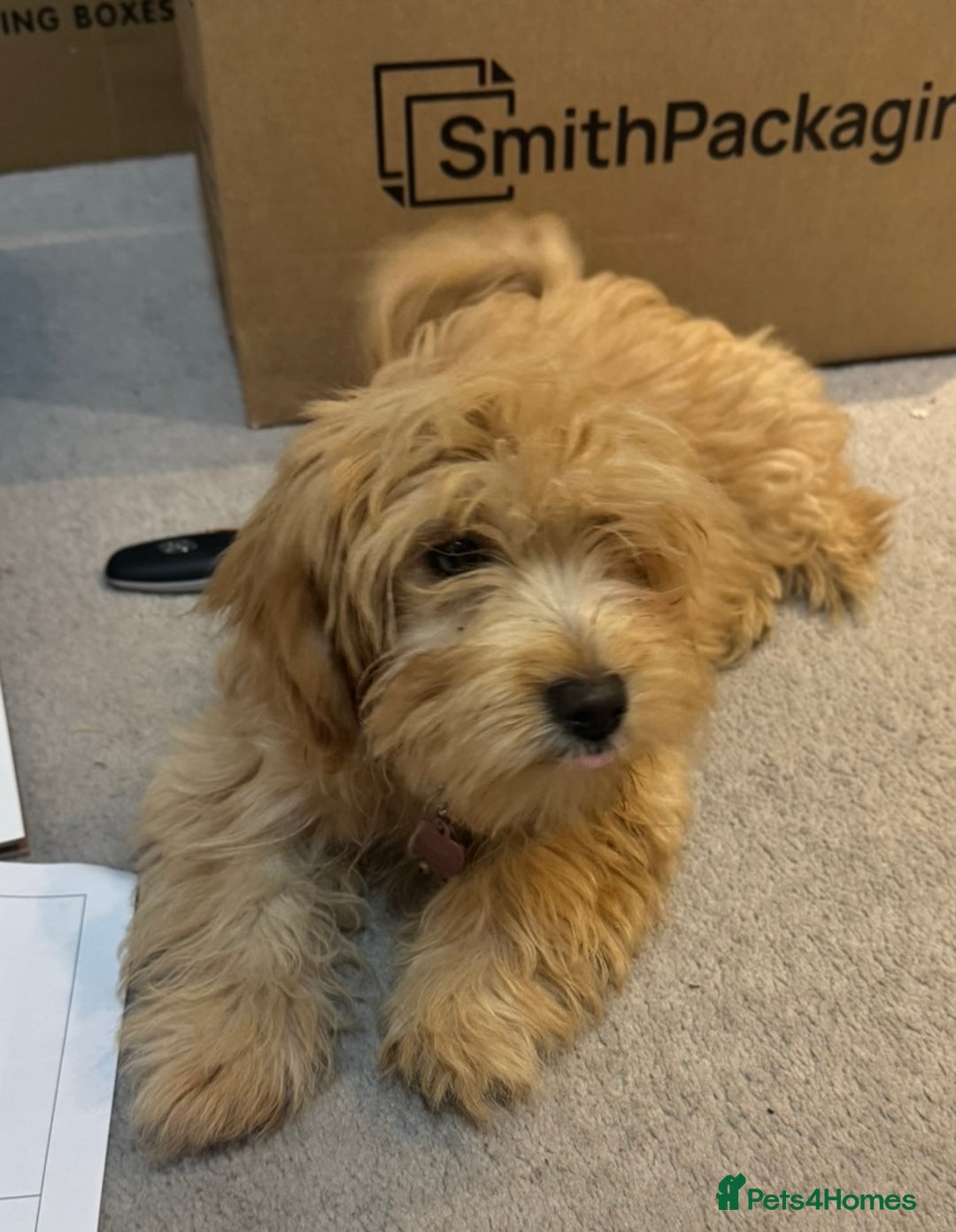 Maltipoo dogs for sale: Looking for her forever home  - Advert 1