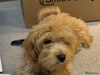 Maltipoo dogs Looking for her forever home - Advert 2