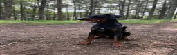 Dobermann dogs for sale: Judge - Advert 15