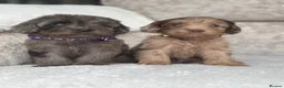 Cockapoo dogs for sale: F1 health tested cockapoo puppies - Advert 16