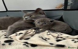 British Shorthair cats for sale: 🐾 British Shorthair Kittens 🐾 - Image 5