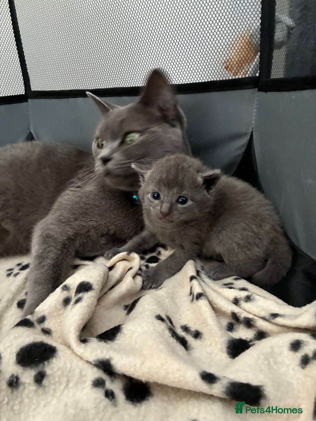 British Shorthair cats for sale: 🐾 British Shorthair Kittens 🐾 - Image 5