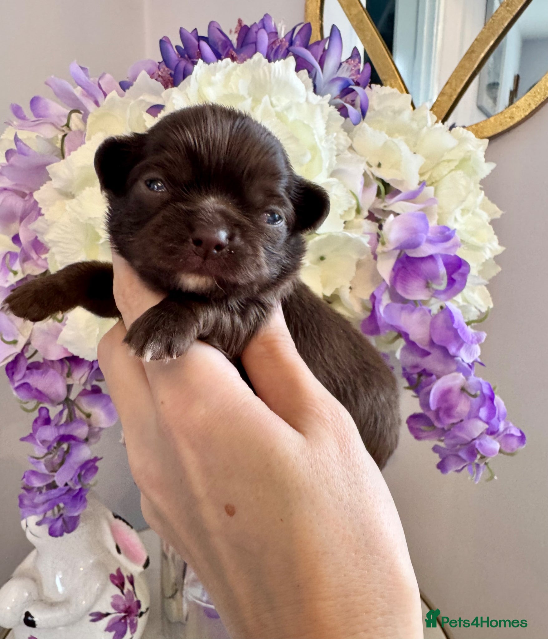 Chihuahua dogs 🤎 Exotic KC LC chocolate chihuahuas 🤎 - Advert 2