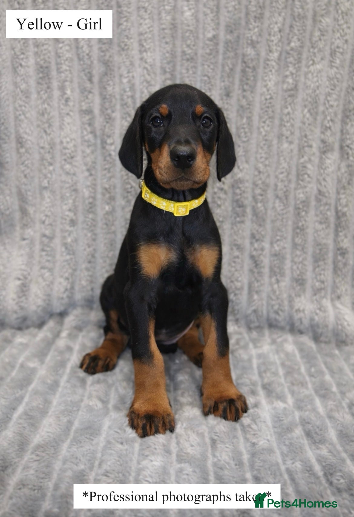 Dobermann dogs 🩷3 Girls Left!🩷 KC registered Doberman puppies! - Advert 1