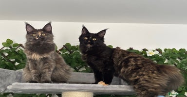 Maine Coon cats - Advert 14