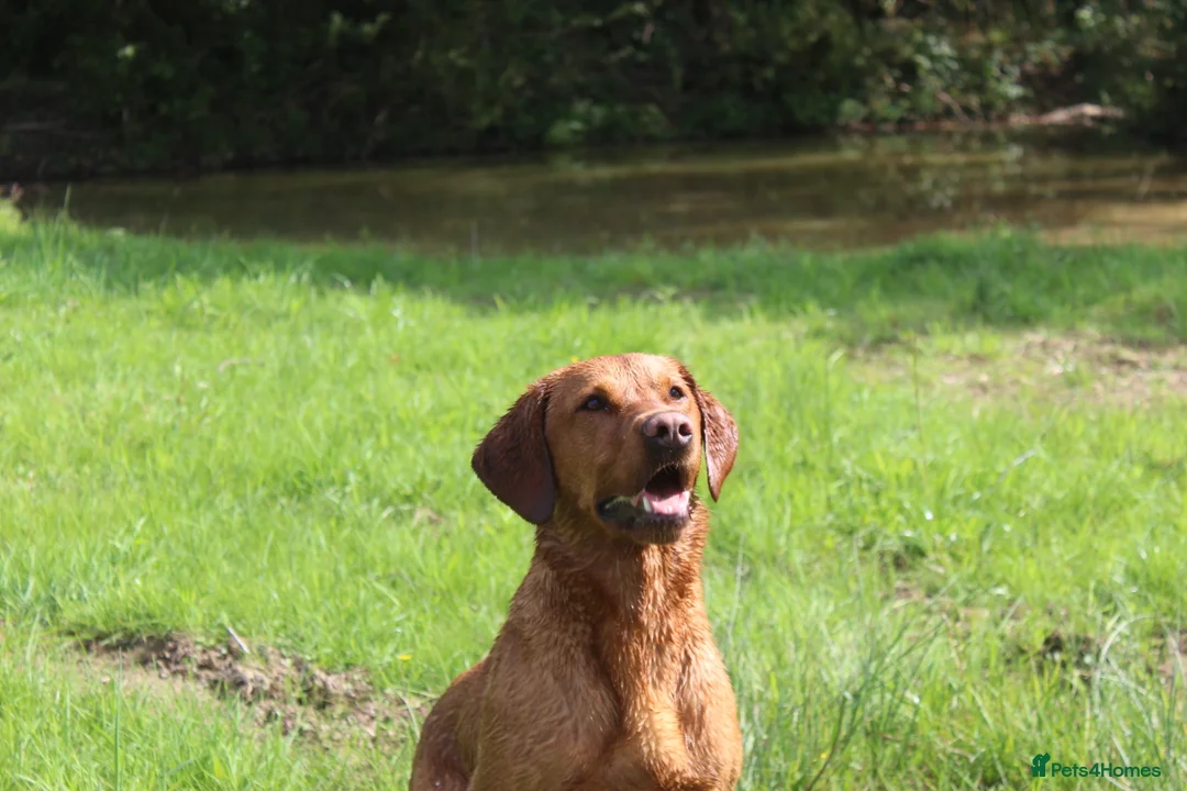 Labrador Retriever dogs for stud: Extensively Health Tested Fox Red Labrador Stud in Totnes - Advert 18