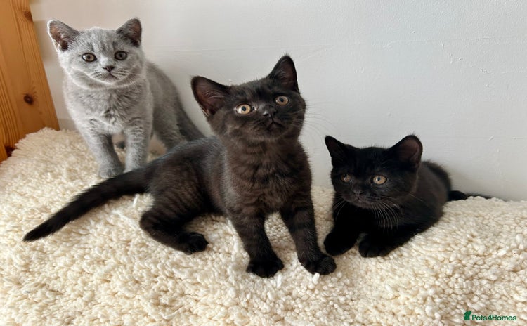 British Shorthair cats - Advert 4
