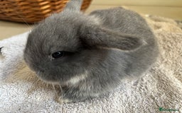 Mini Lop rabbits for sale: Mini Lops - Image 10