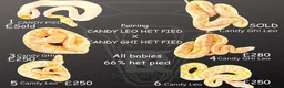 Python Snake reptiles for sale: 0.1 GHI Leo Candy 66% het Pied  - Advert 12