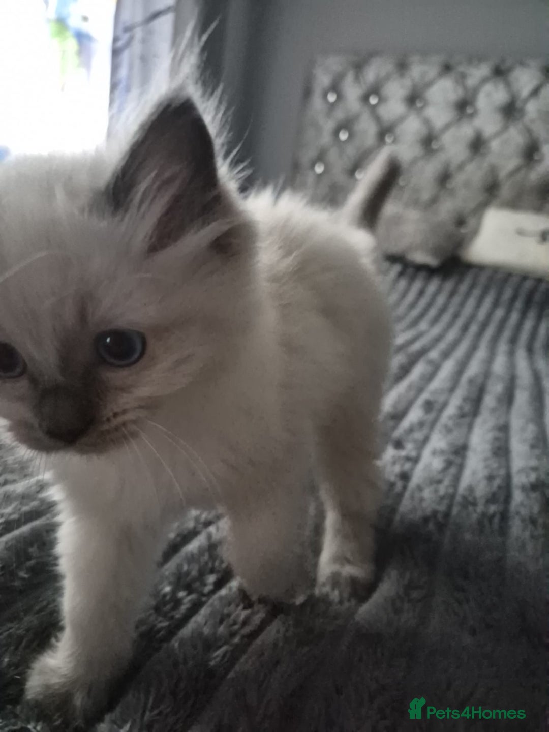 Ragdoll cats for sale: Adorable Ragdoll Kittens GCCF  Active registered  - Advert 2