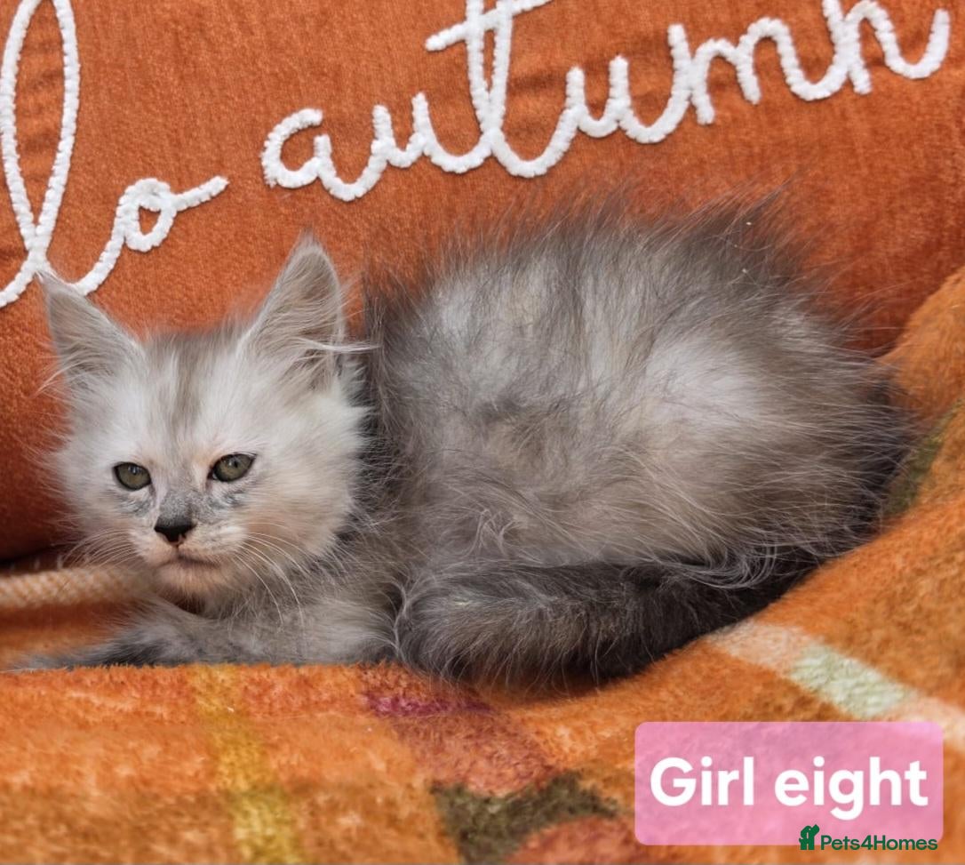Maine Coon cats BEAUTIFUL MAINE COON KITTENS, POLY AND NON POLY  - Advert 2