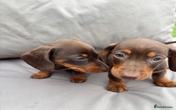 Miniature Dachshund dogs for sale: Miniature dachshunds - Image 32