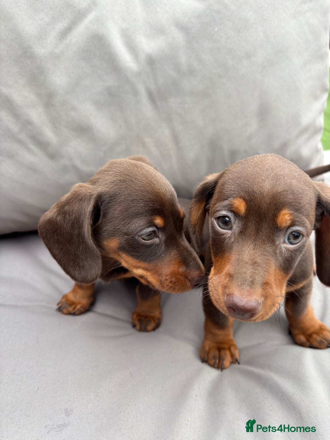 Miniature Dachshund dogs for sale: Miniature dachshunds - Image 32