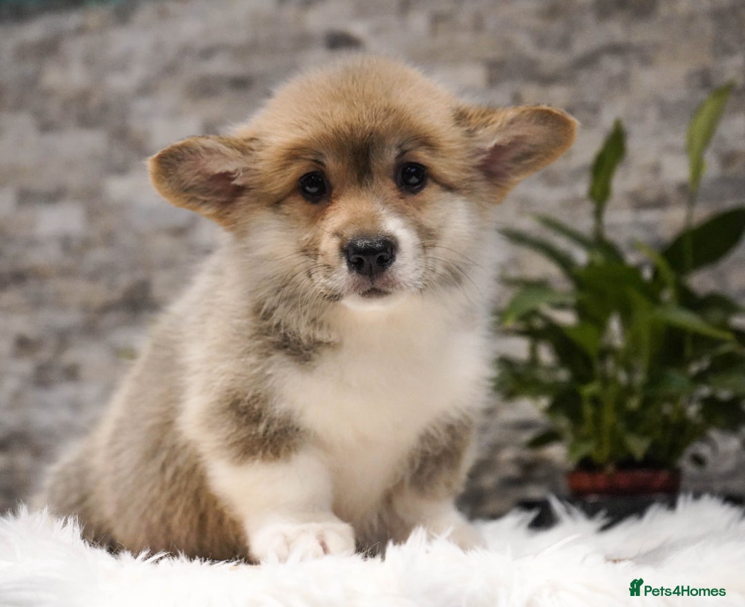 Welsh Corgi Pembroke dogs for sale: Welsh Corgi (Pembroke) - Advert 10