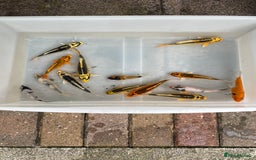 Koi Carp fish for sale: 💥QUALITY KOI CARP COLOURFUL NICE SELECTION💥 - Image 15