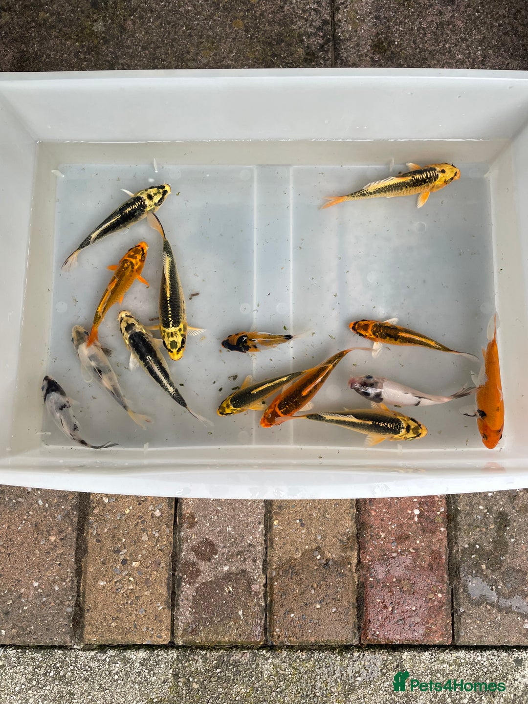 Koi Carp fish for sale: 💥QUALITY KOI CARP COLOURFUL NICE SELECTION💥 - Image 15