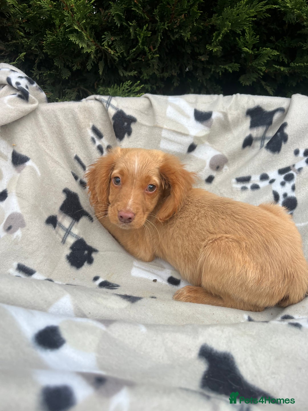 Cocker Spaniel dogs for sale: Five beautiful cocker spaniels - Image 20