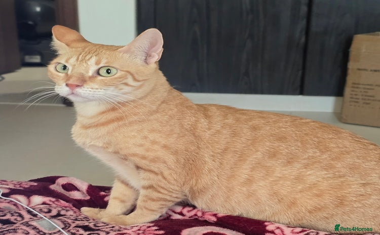 Mixed Breed cats in London - Advert 2