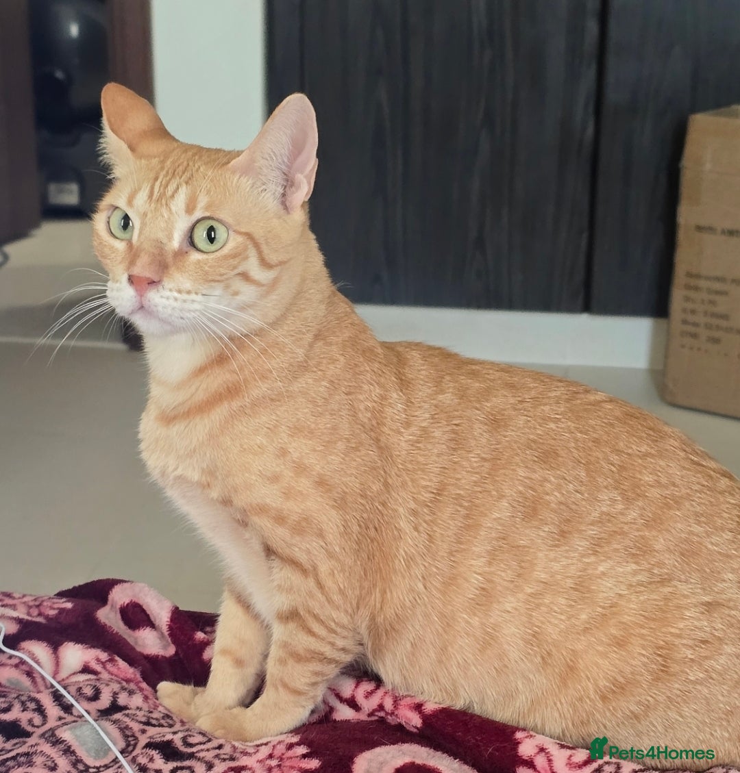 Mixed Breed cats for adoption: [Indoors Only] Ginger-Rose! A Lovely Chatty Queen in London - Image 4