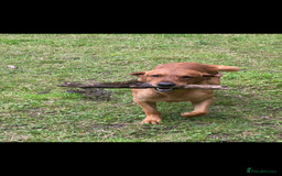 Labrador Retriever dogs for stud: fox Red extensively health tested 0-0 hips in Swansea - Image 14