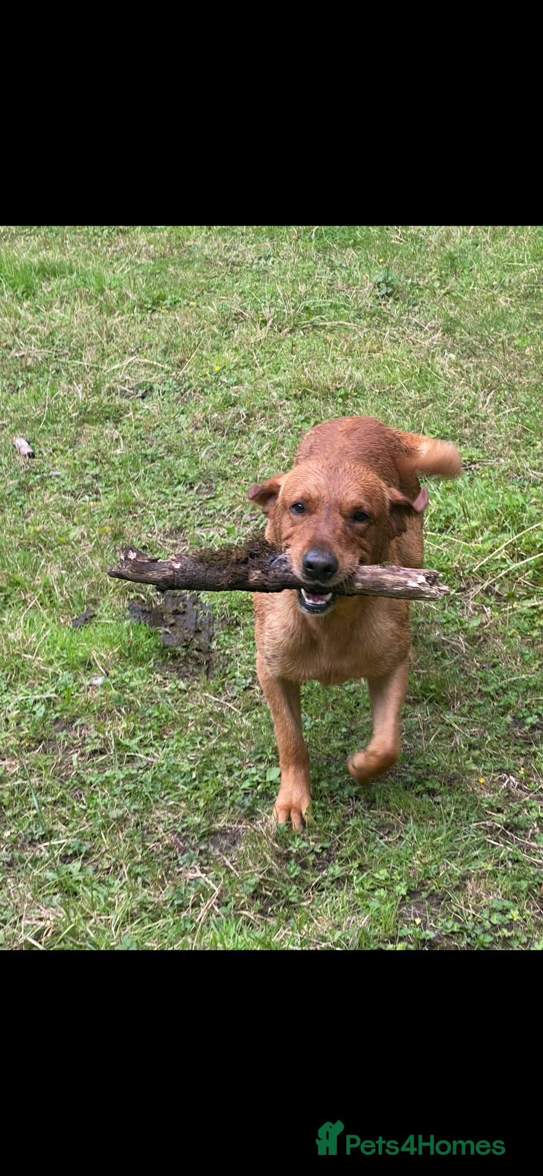 Labrador Retriever dogs for stud: fox Red extensively health tested 0-0 hips in Swansea - Advert 14