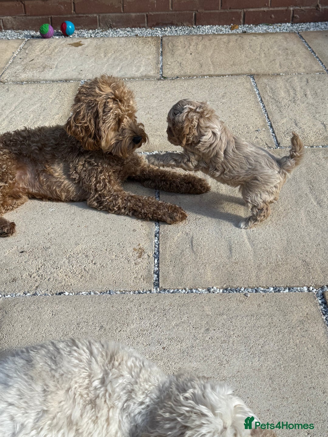 Cockapoo dogs for sale: Last little toy Cockapoo boy available - Image 6