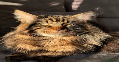 Maine Coon cats - Advert 16