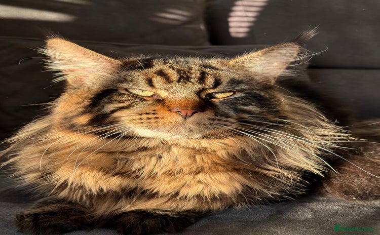 Maine Coon cats - Advert 15