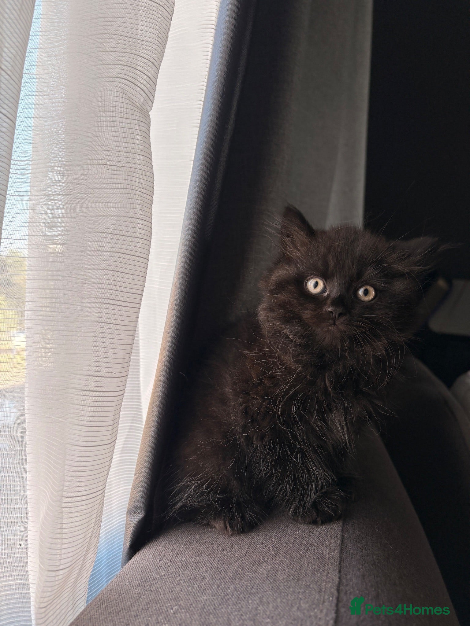 British Longhair cats Beautiful black fluffy kitten  - Advert 3