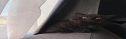 British Longhair cats for sale: Beautiful black fluffy kitten  in London - Advert 1