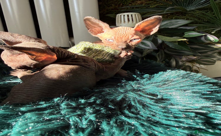 Sphynx cats - Advert 1