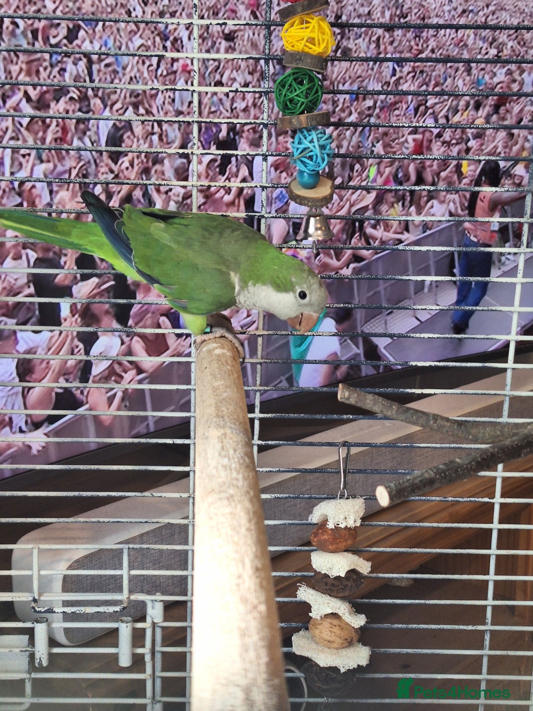 Parrots birds for sale: Quaker parrot for sale - Advert 2