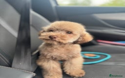 Toy Poodle dogs for sale: full ASIAN toy poodle 5* licensed breeder import  - Image 4
