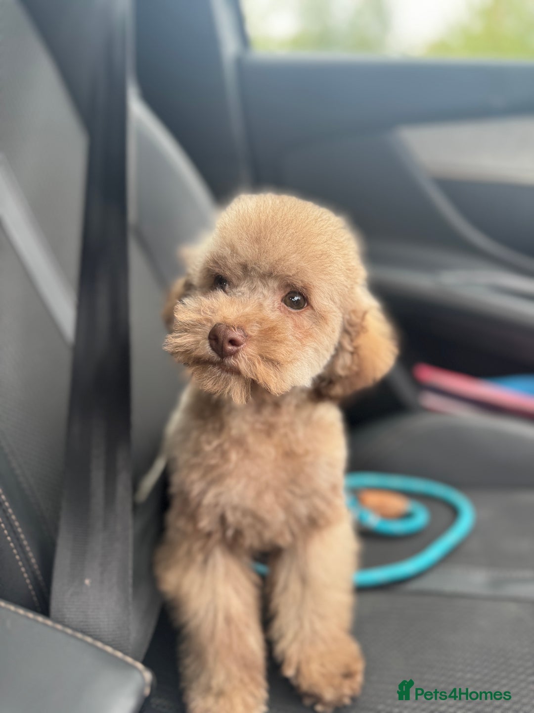 Toy Poodle dogs for sale: full ASIAN toy poodle 5* licensed breeder import  - Image 4