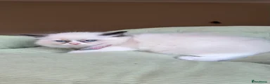 Ragdoll 1