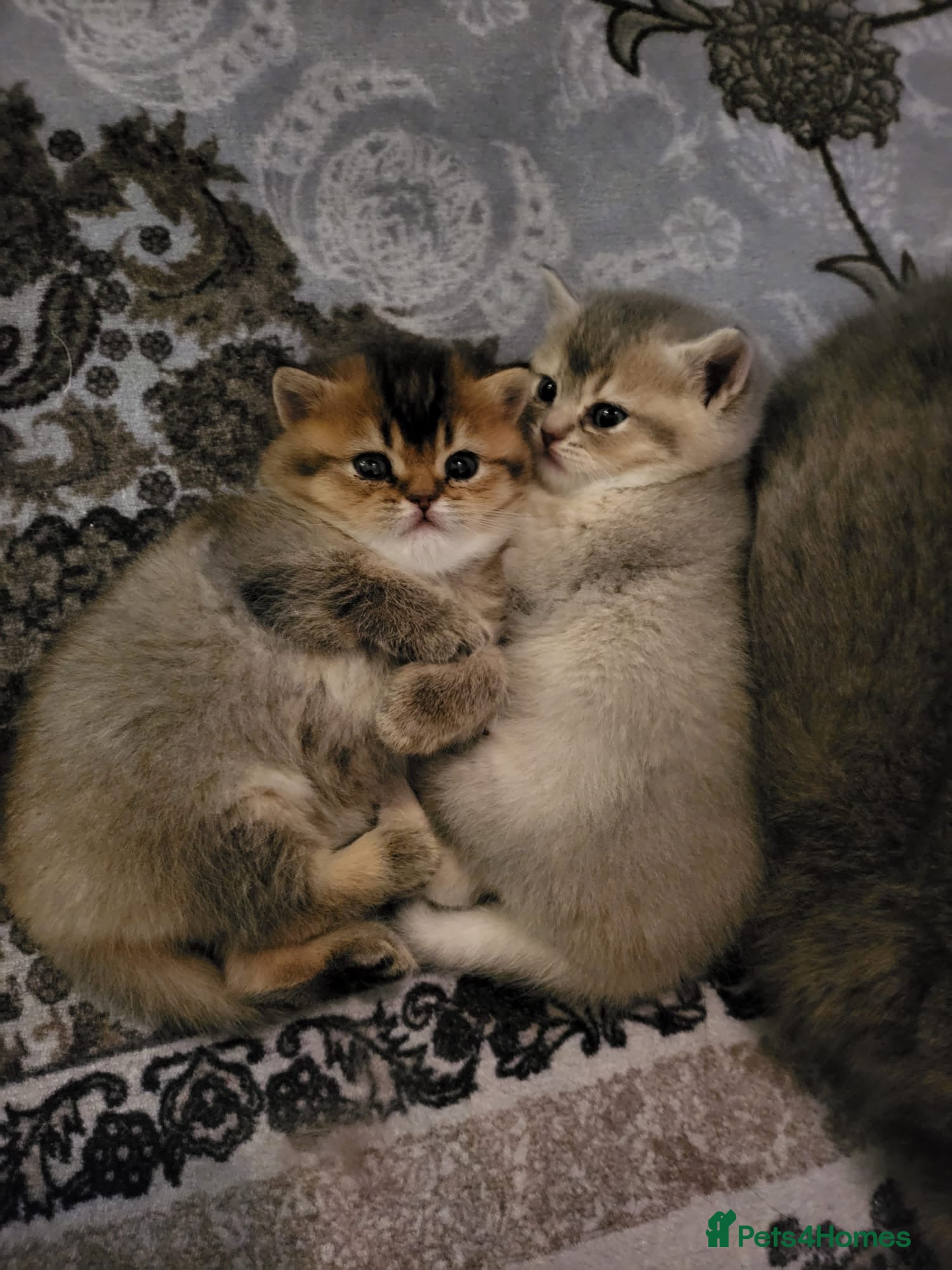 British Shorthair cats British Shorthair kittens  - Advert 1