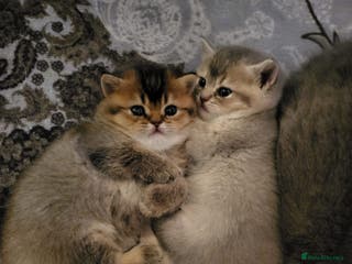 British Shorthair cats British Shorthair kittens - Advert 1