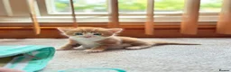 Mixed Breed cats for sale: Cute cats for sell in Maldon - Advert 13