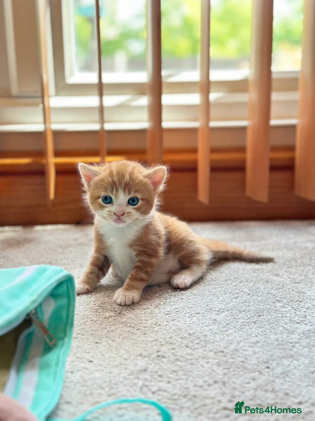 Mixed Breed cats for sale: Cute cats for sell in Maldon - Advert 13