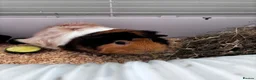 Guinea Pig rodents for sale: Two female Guinea Pigs + indoor set up - Advert 4