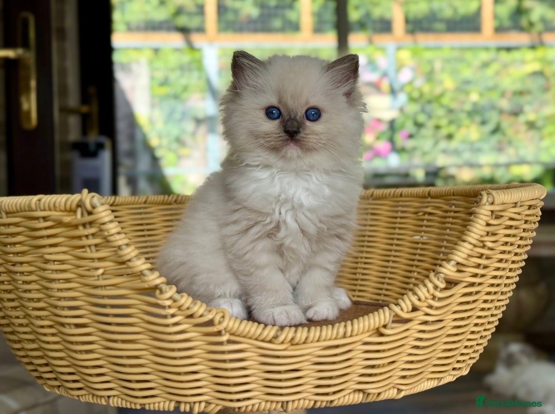 Ragdoll cats for sale: 2 beautiful Active girls  - Image 4