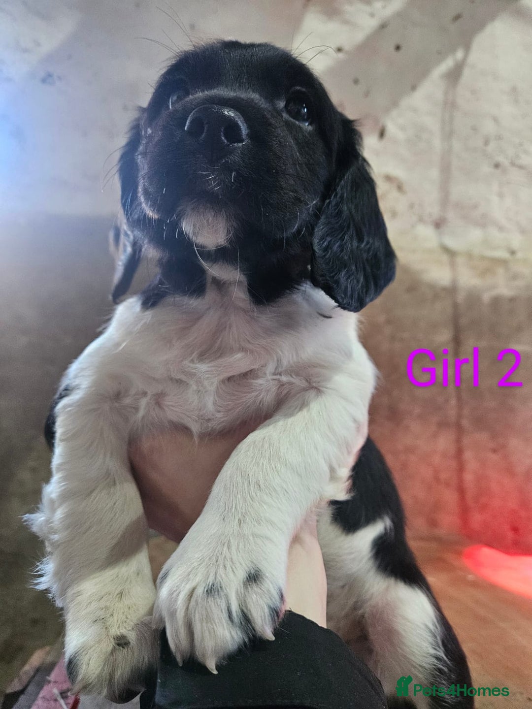 English Springer Spaniel dogs for sale: KC Registered Springer Spaniel Puppies  - Advert 15