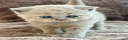 British Shorthair cats for sale: Champion sired GCCF British shorthair kittens - Advert 8
