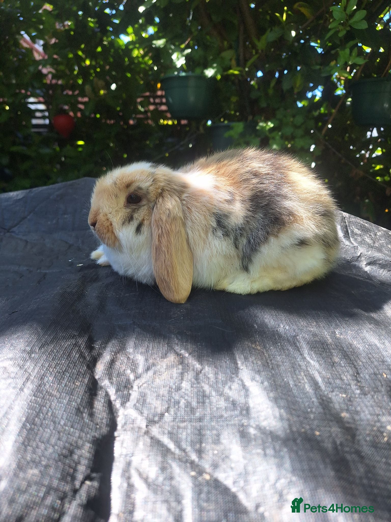 Mini Lop rabbits Pedigree mini lop.baby rabbits  - Advert 7