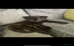 British Shorthair cats for sale: Black British Shorthair-Persian-cross - Image 1
