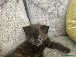 British Shorthair cats - Advert 36