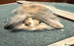 Mini Lion Lop rabbits for sale: Stunning coloured mini lion lops - Image 3
