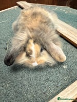 Mini Lion Lop rabbits - Advert 1