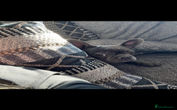 French Bulldog dogs for sale: Female French bulldog  - Advert 3