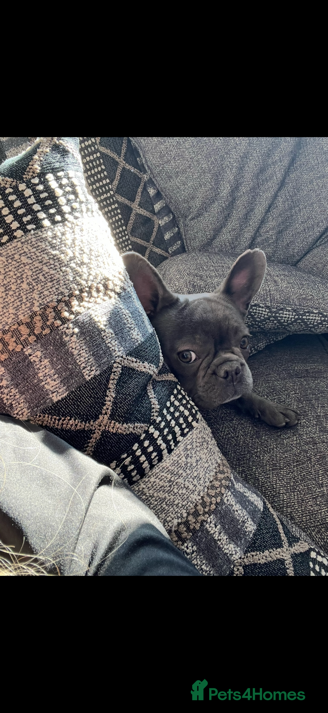 French Bulldog dogs for sale: Female French bulldog  - Advert 3